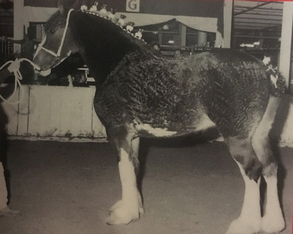 broodmare PTS Nobleman's Danielle (Clydesdale, 1988, from Ogdensburg Nobleman) broodmare PTS Nobleman's Danielle (Clydesdale, 1988, from Ogdensburg Nobleman)