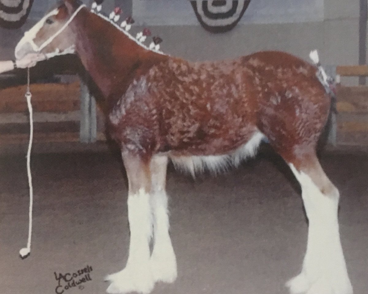 stallion Twin Pines Thor (Clydesdale, 2007, from S B H Phoenix)