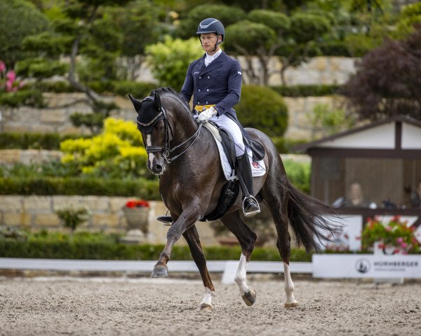 stallion Thiago Gs OLD (Oldenburg show jumper, 2013, from Totilas)