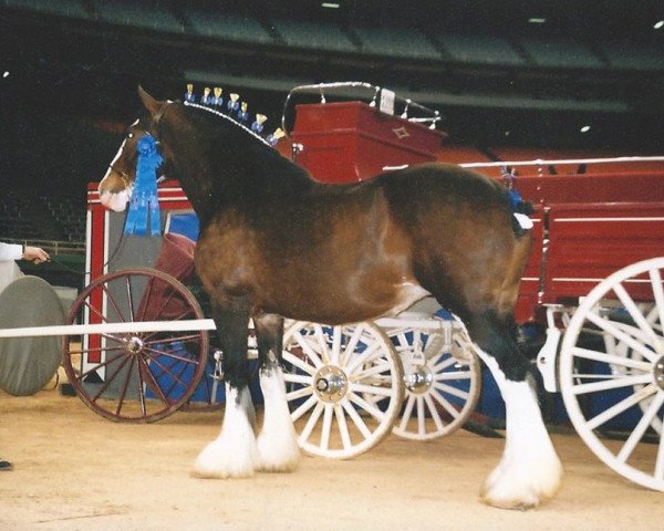 broodmare Breezy Hill Queen Tori (Clydesdale, 1991, from Torrs Jubilant)