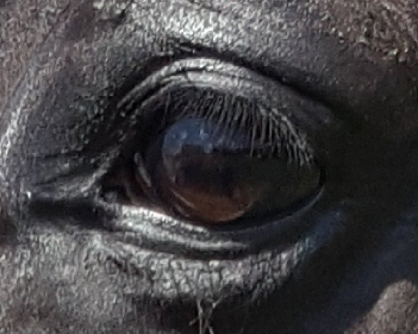 dressage horse Richthofen 9 (Hanoverian, 2013, from Royal Classic I) dressage horse Richthofen 9 (Hanoverian, 2013, from Royal Classic I)