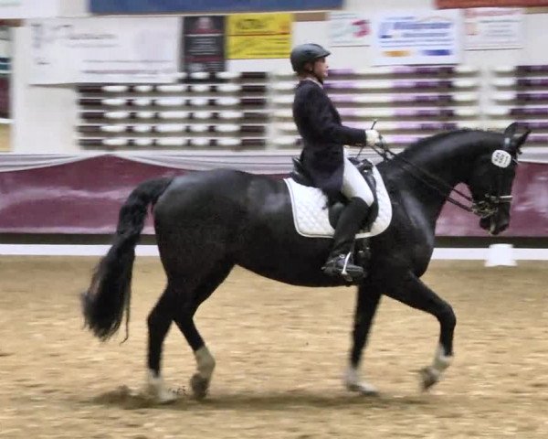 Reitturnier Eicherloh RH Laurent 2017
