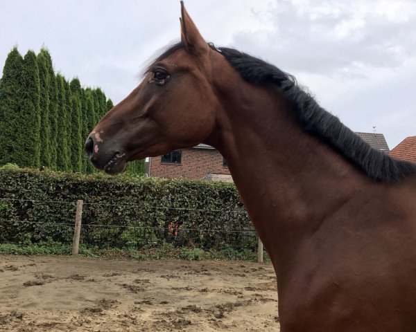 jumper Cafe's Maxxum (Oldenburg show jumper, 2014, from Cafe au lait 2)