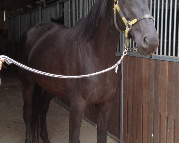 broodmare Habanera (Hanoverian, 2005, from Hochadel)