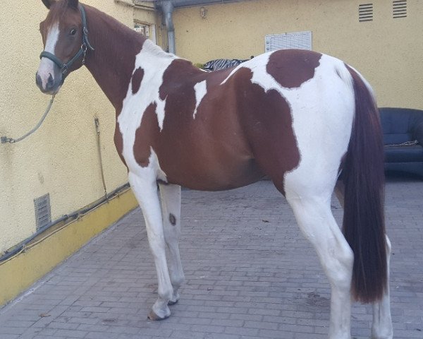 horse Last Jack Honey (Trakehner, 2016, from Gabun)