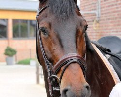 dressage horse Proud Dancer H (Westphalian, 2007, from Pik Donnerhall)