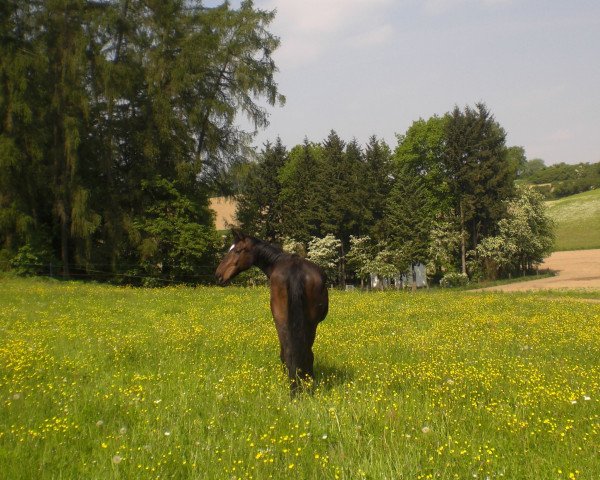 horse Clinton 10 (Holsteiner, 1990, from Cor de la Bryère)