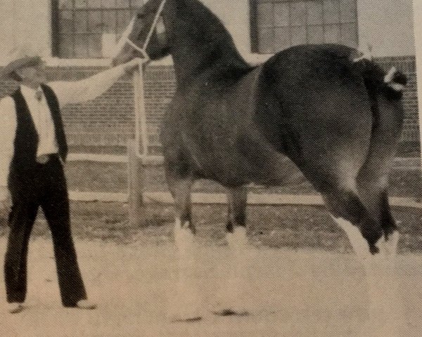 broodmare Meadowview Oracle (Clydesdale, 1976, from Bardrill Expo) broodmare Meadowview Oracle (Clydesdale, 1976, from Bardrill Expo)