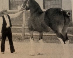 Zuchtstute Meadowview Oracle (Clydesdale, 1976, von Bardrill Expo)