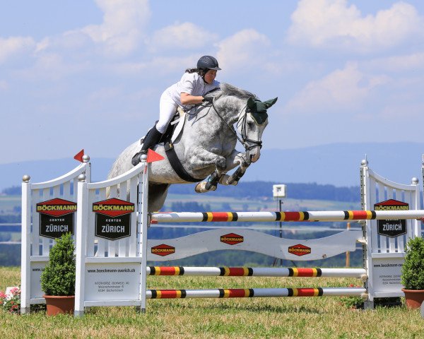 Springpferd Cortreau (Anglo-Araber, 2007, von Cointreau DVH)