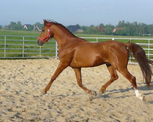stallion Farid (Shagya Arabian, 1997, from Silas ShA)
