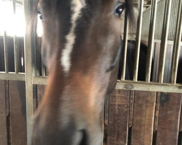 horse Sippi (Hanoverian, 2014, from Sir Calypso)