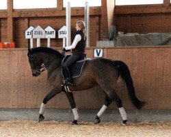 dressage horse Rubicon 40 (Oldenburg, 1993, from Rouletto)