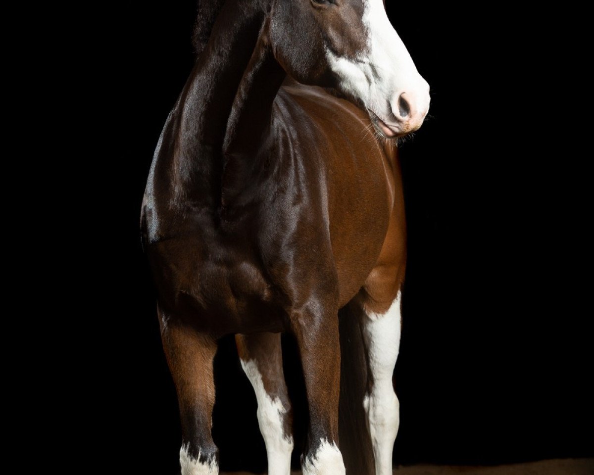 Springpferd Captain Future 12 (Holsteiner, 2010, von Crawford)