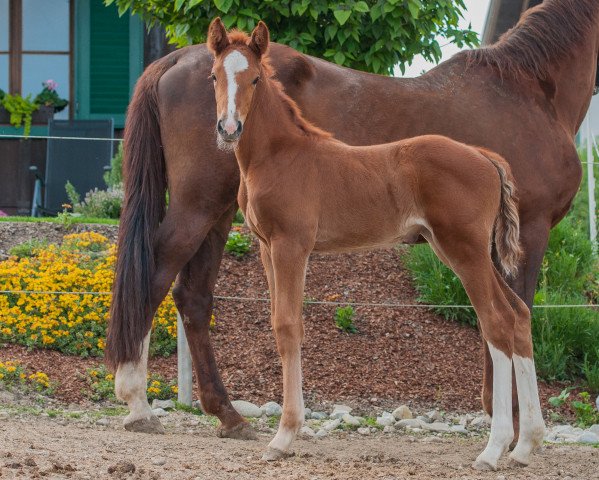 broodmare Casalida vom Voglgut (Holsteiner, 2020, from Casalido)