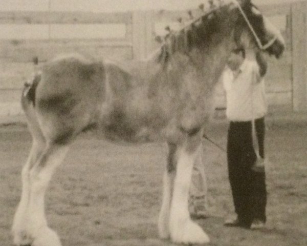 Zuchtstute Gregglea Inspectress Grace (Clydesdale, 1999, von Inspector Floss)