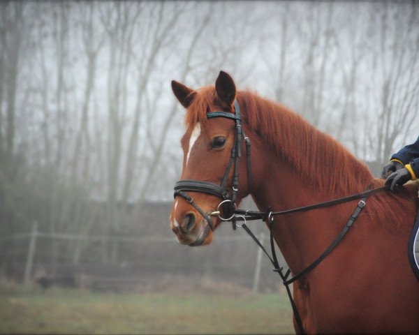 Pferd Florida's Countess (Hannoveraner, 2011, von Fuechtels Floriscount OLD)