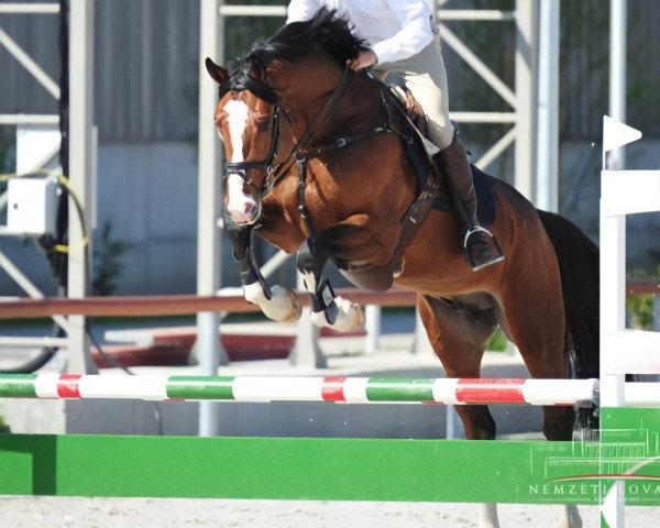 jumper Catonel (Holsteiner, 2013, from Catoki)