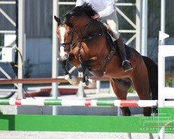 jumper Catonel (Holsteiner, 2013, from Catoki)