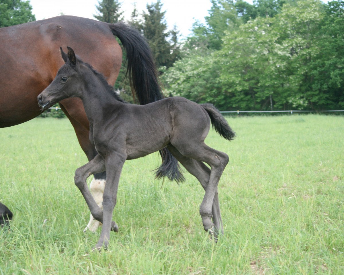 horse Frizzante (Hanoverian, 2018, from Farrell)