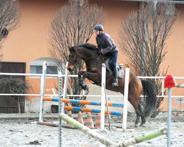 horse Flugel VDL (KWPN (Royal Dutch Sporthorse), 2010, from Indorado)