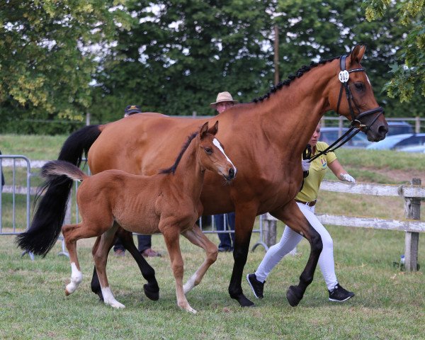 horse Loriot L (Württemberger, 2018, from Lemberger)