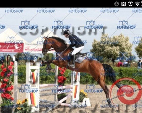 jumper Carlson vom Dach 7 (Westphalian, 2012, from Conen)