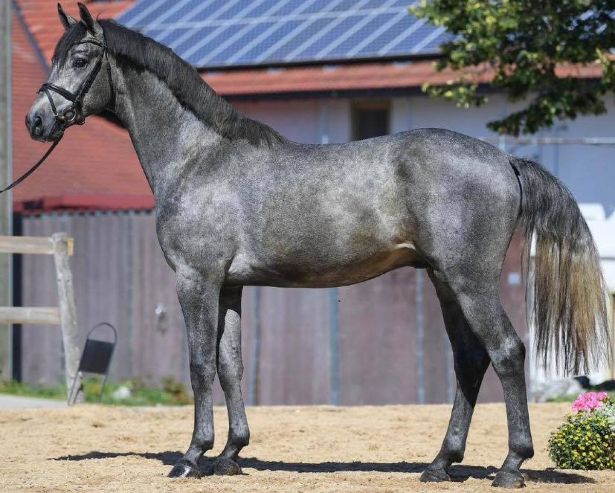 Deckhengst Chappeloup de Luze T (Deutsches Sportpferd, 2017, von DSP Con Spirit)