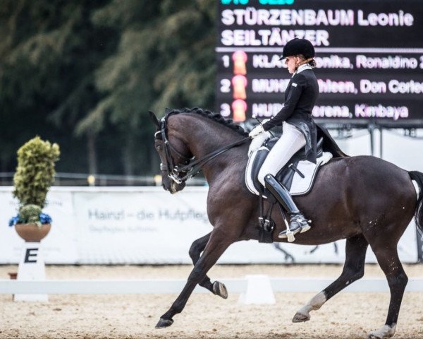 dressage horse Seiltänzer (Hanoverian, 2009, from Silberschmied)