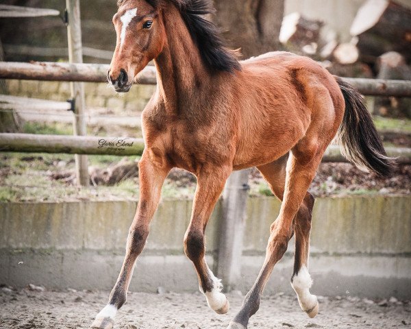 horse De Hoop (Holsteiner, 2020, from Del 'Arko d'Henvet)