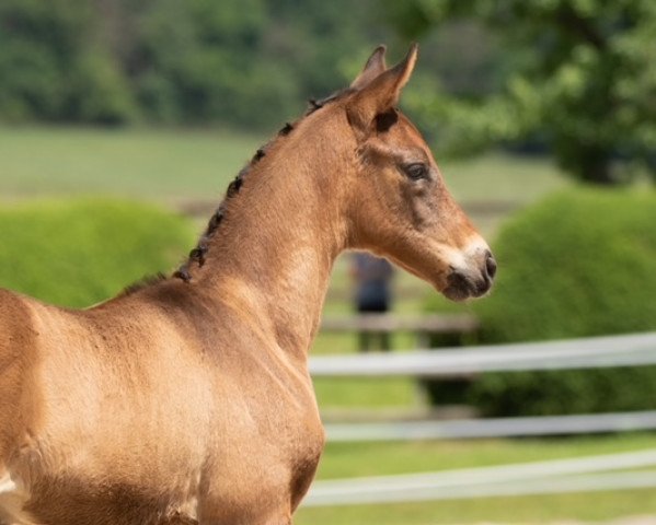 Deckhengst Zauberkönig (Trakehner, 2020, von Integer) Deckhengst Zauberkönig (Trakehner, 2020, von Integer)
