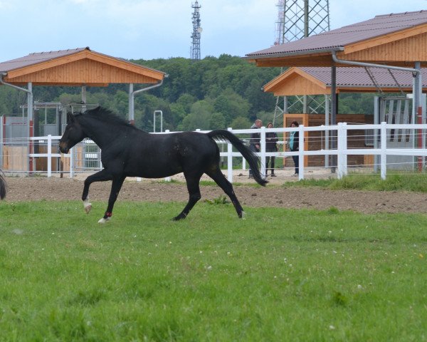 horse Santinus (Hanoverian, 2008, from Sandro Hit)