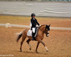 dressage horse Daimond Star J (German Riding Pony, 2009, from Darlington)