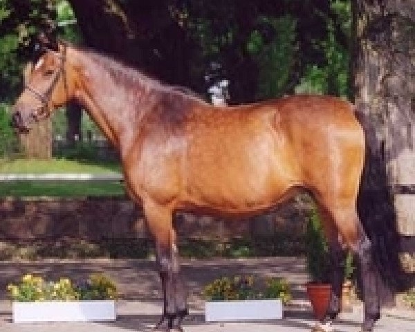 Zuchtstute Heidgraefin (Holsteiner, 1993, von Landgraf I) Zuchtstute Heidgraefin (Holsteiner, 1993, von Landgraf I)