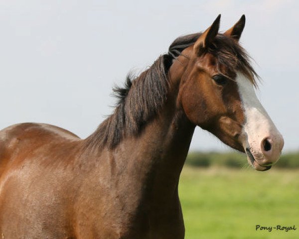 horse Carla (German Riding Pony, 2014, from Can Dance 3)