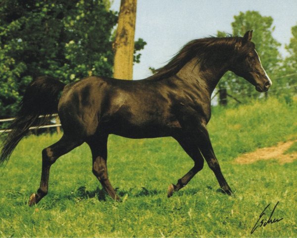stallion Ferment ox (Arabian purebred, 1974, from El Azrak ox)