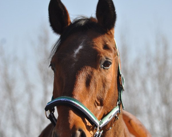 Pferd Fandango 209 (Westfale, 1999, von Fleurop)