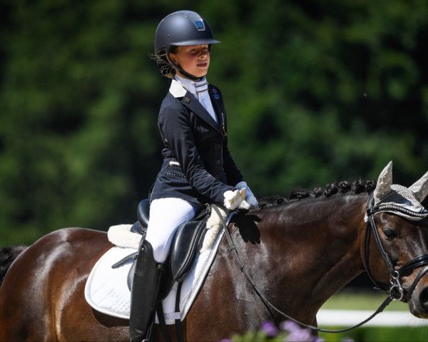 dressage horse Chocolato (German Riding Pony, 2003, from Constantin)