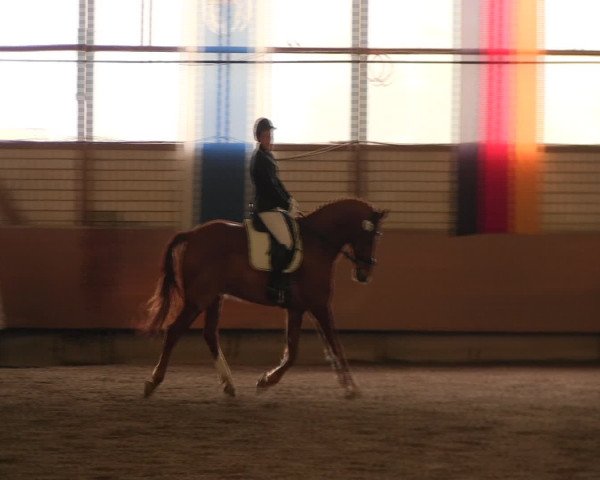 Reitturnier Hellefeld 2017