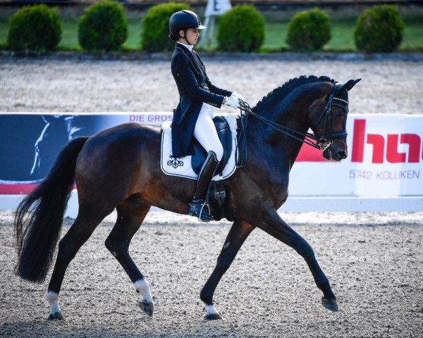dressage horse Doberdo (Oldenburg, 2007, from Dark Fire)