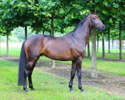 dressage horse Sansibar 140 (Hanoverian, 2013, from Spörcken)