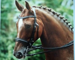 dressage horse Singapur in Love (Hanoverian, 2006, from Shakespeare in Love)