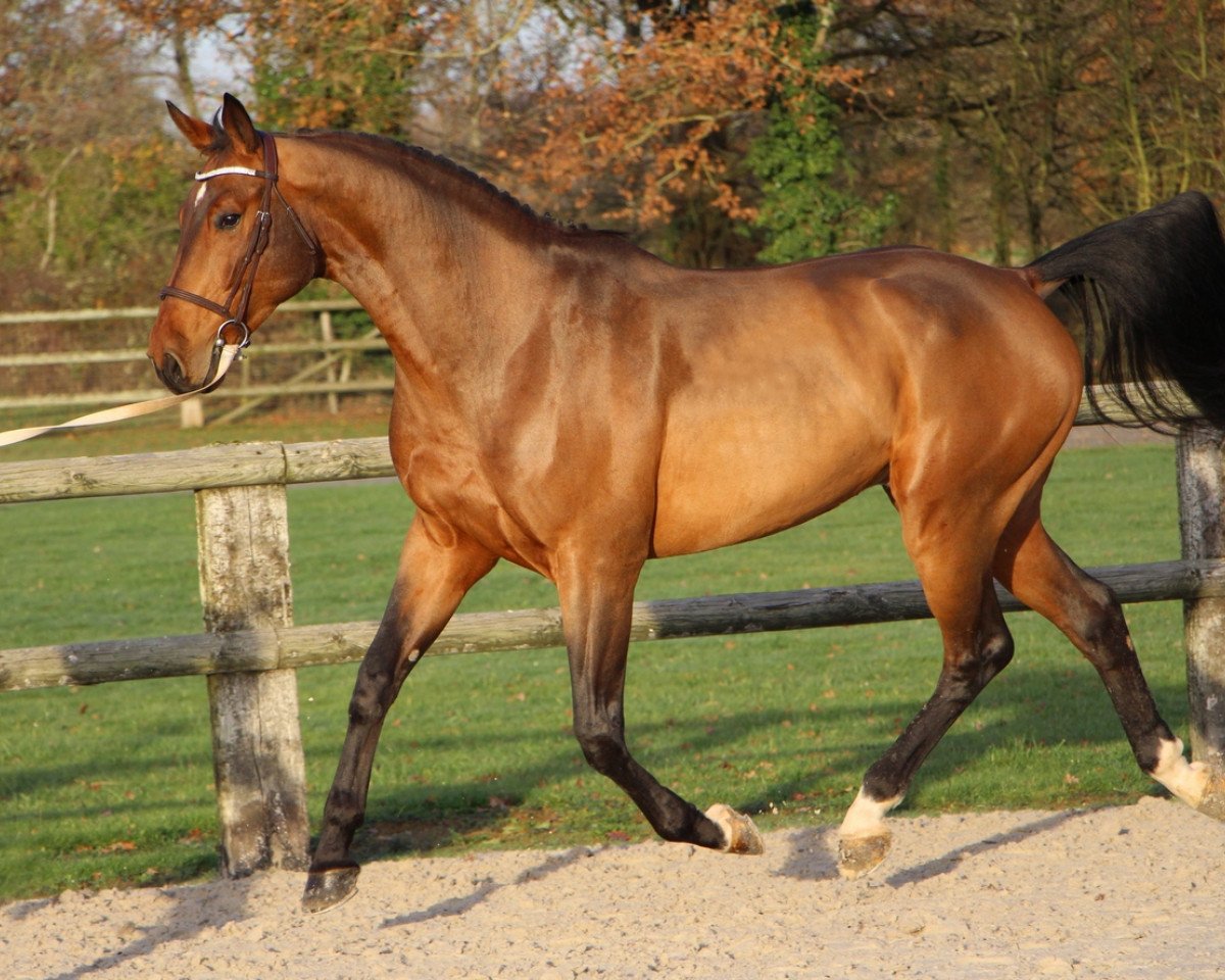 Pferd Espion de Riverland (Selle Français, 2014, von L'Arc de Triomphe)