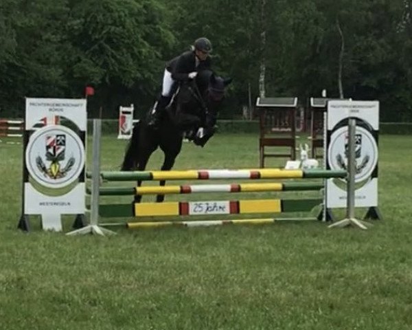broodmare Clärchen 50 (KWPN (Royal Dutch Sporthorse), 2012, from Chello III VDL)