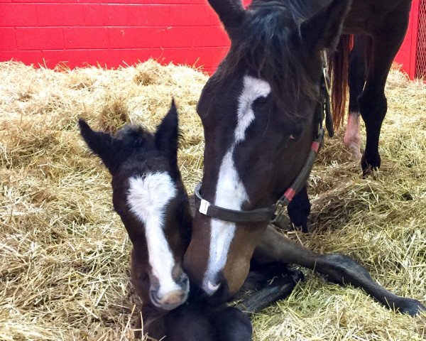 horse Hengst von Frosted xx (Thoroughbred, 2019, from Frosted xx)