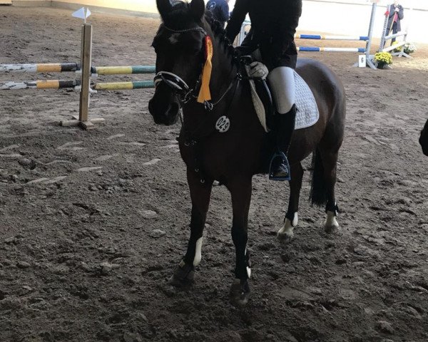 Springpferd Monopoly 28 (Deutsches Reitpony, 2002, von Montego N)