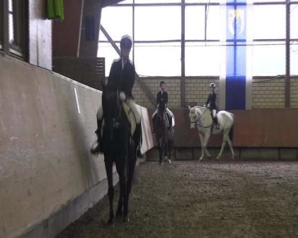 Reitturnier Hellefeld 2017
