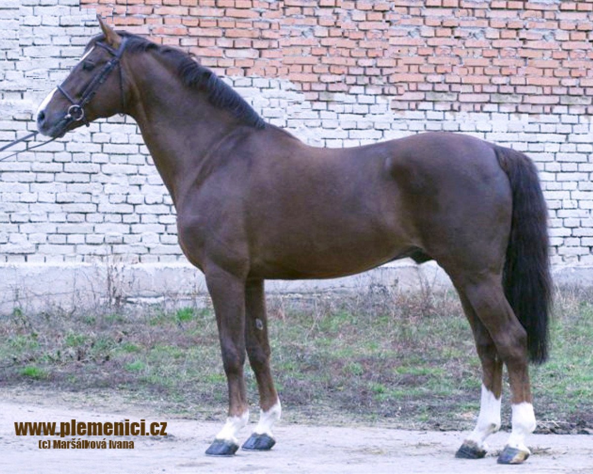 stallion Cascavello (Holsteiner, 1990, from Carolus I)