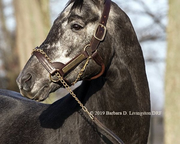 stallion Funtastic xx (Thoroughbred, 2014, from More Than Ready xx)