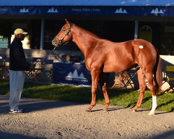 horse Plum Amazing xx (Thoroughbred, 2014, from Distorted Humor xx)